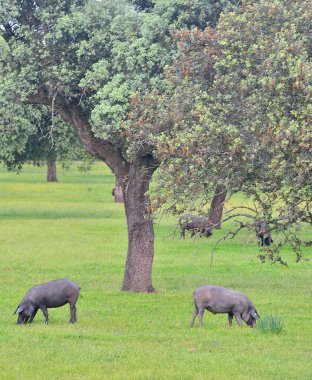 Iberian pork. clipart