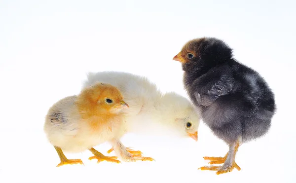 Chicks. — Stock Photo, Image