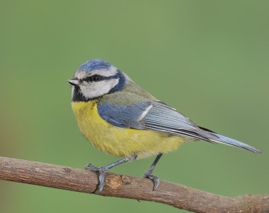 Siyanistes caeruleus.