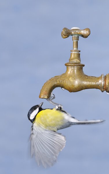 По капле воды
.