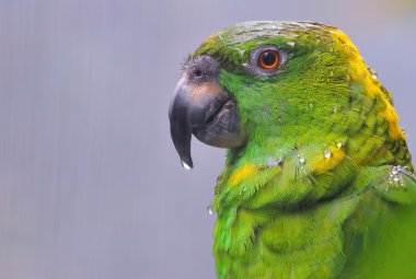 Amazon parrot. clipart