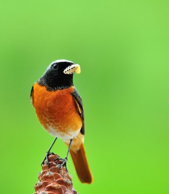 Redstart. clipart