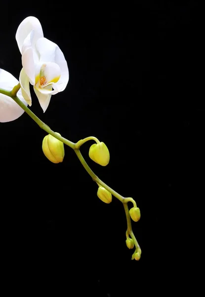 Orchidea isolata . — Foto Stock
