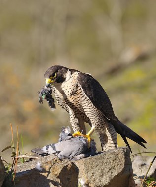 Peregrine Falcon. clipart