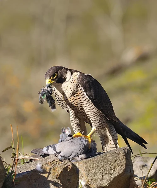 Peregrine Falcon. — Stock Photo, Image