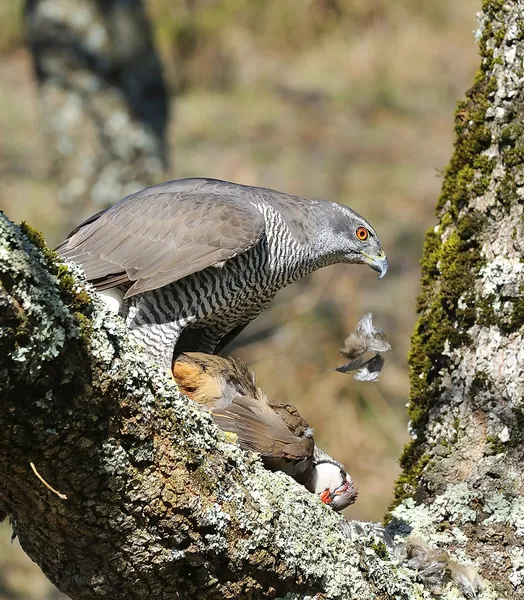 Goshawk. . — Fotografia de Stock