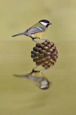 Great tit. clipart