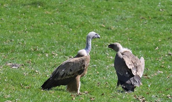 Griffon vulture. — Stock Photo, Image