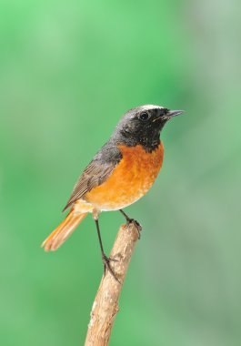 Redstart. clipart