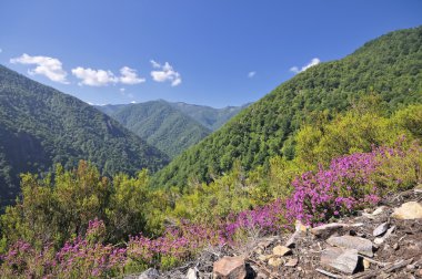 muniellos ormanı.