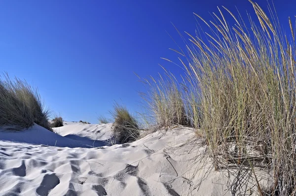 Дюни в пустелі — стокове фото