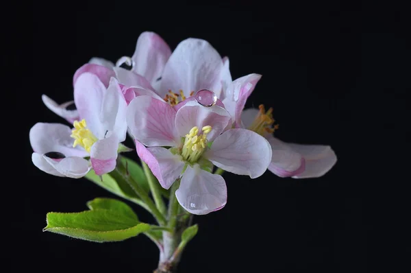 Apple květ. — Stock fotografie