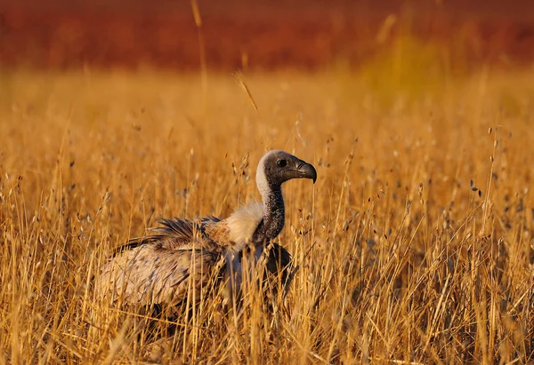 Avvoltoio africano dalla schiena bianca — Foto Stock
