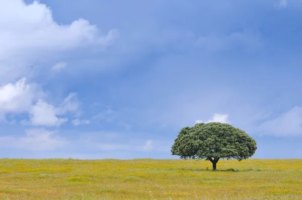 Träd på fältet. — Stockfoto