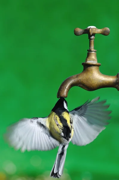 Bird drinking. — Stock Photo, Image