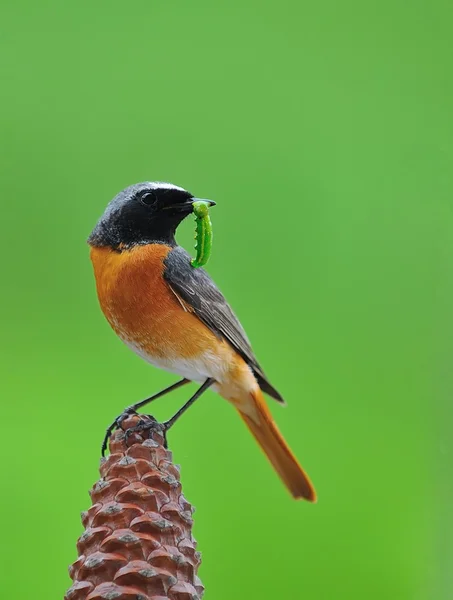 Redstart. — Stock fotografie