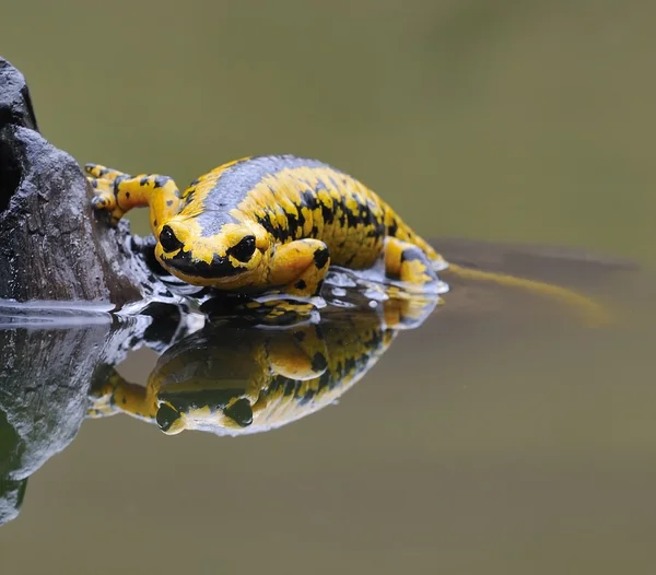 Саламандра. — стоковое фото