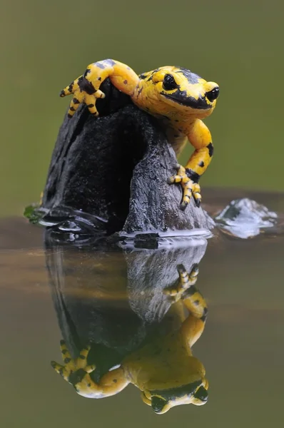 Salamander. — Stockfoto