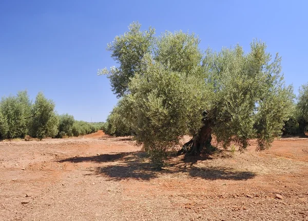 Olivträd. — Stockfoto