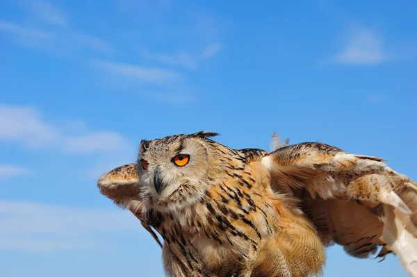 Сибірський орел Сова — стокове фото