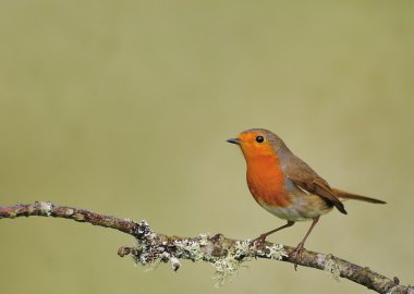 Robin.