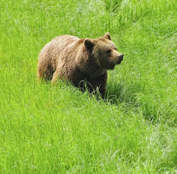 Brun björn. — Stockfoto