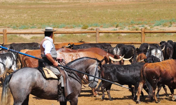 stock image Bulls.