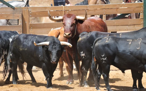 Toros . —  Fotos de Stock