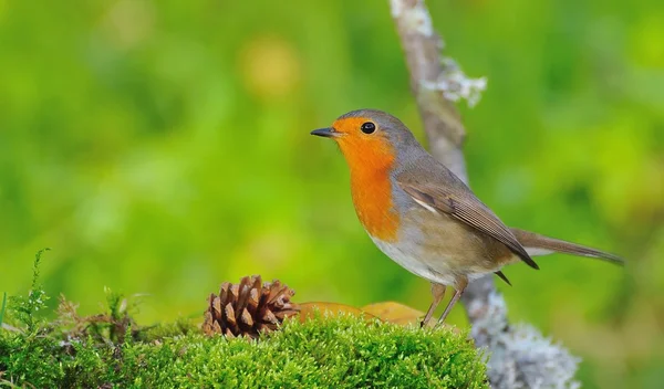 Robin. . —  Fotos de Stock