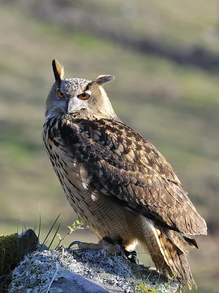 Eagle owl. — Stock fotografie