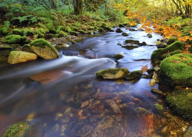 muniellos, asturias, İspanya.