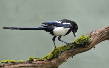 Magpie. clipart