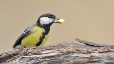 büyük baştankara.