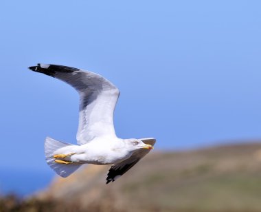 Sarı bacaklı martı larus michahellis.