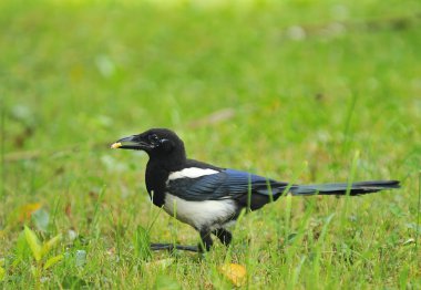 Magpie. clipart