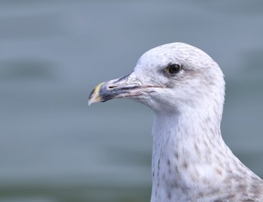 Sarı bacaklı martı larus michahellis.