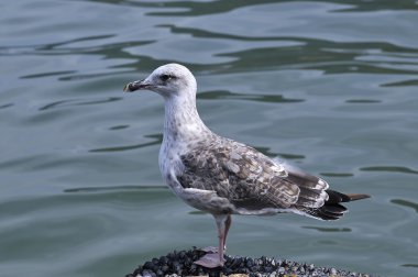 Sarı bacaklı martı larus michahellis.