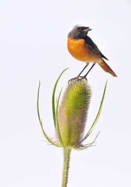 Redstart. clipart