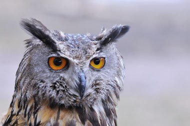Kartal baykuş.