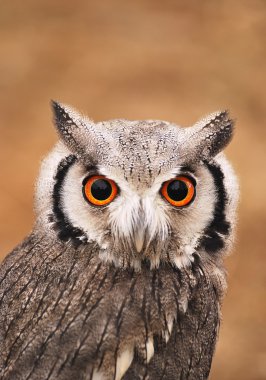 Long-eared owl. clipart