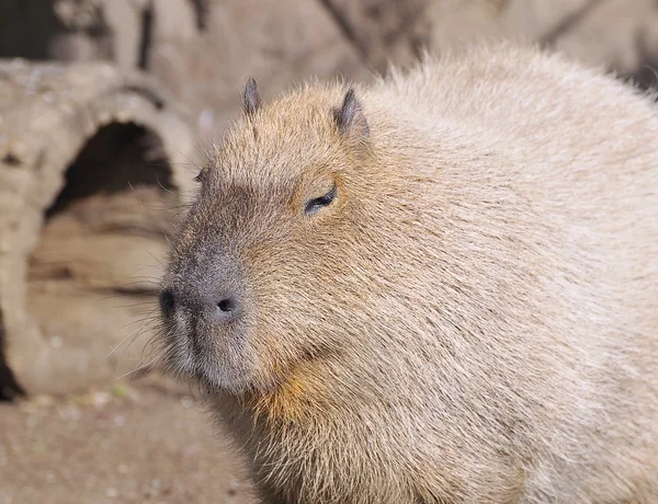 Stock image Capibara.