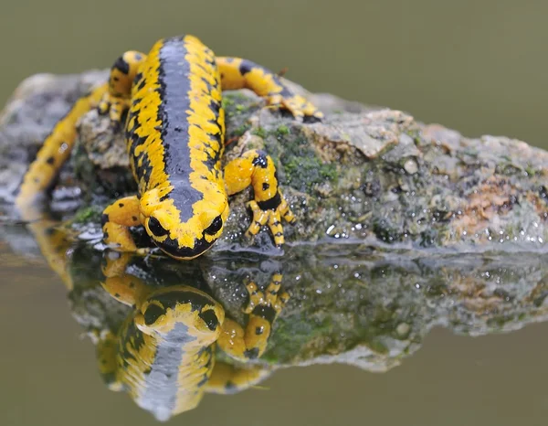 Salamandra. — Fotografia de Stock