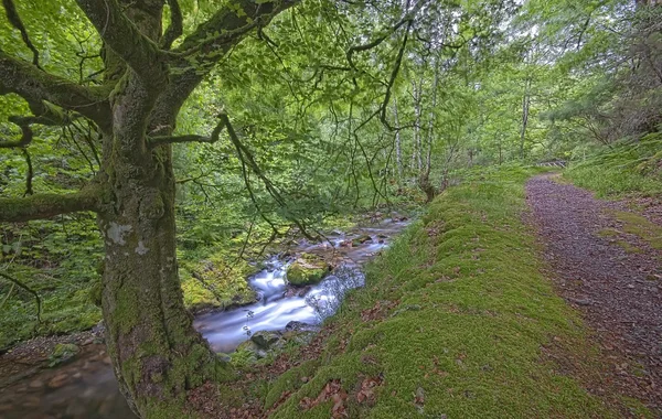 stock image Muniellos forest.