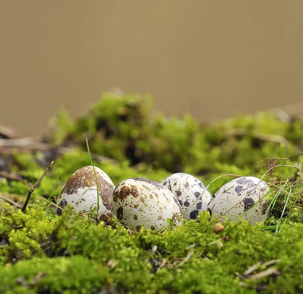Gniazdo z jajami. — Zdjęcie stockowe