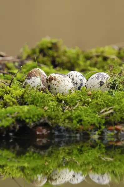 Nest with eggs. — Stock Photo, Image