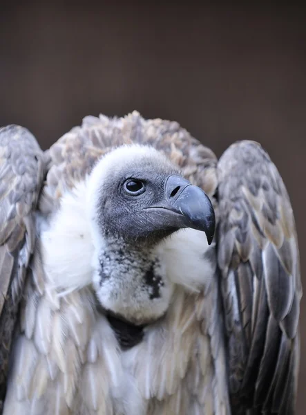 Vulture. — Stock Photo, Image