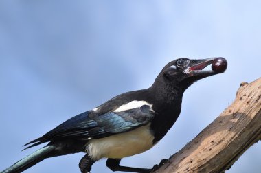 Magpie. clipart