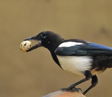 Magpie. clipart