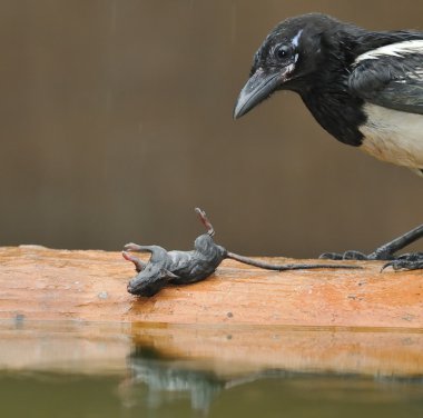 Magpie. clipart