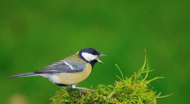 Parus major. clipart